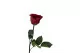 Rosa preservada con tallo 30 cm Rojo - Caja regalo individual (x12) 8