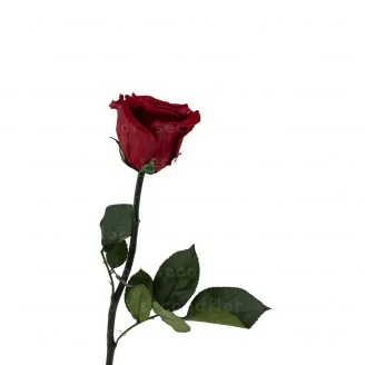 Konservierte Rose mit 30 cm Stiel Rot - Einzelne Premium-H&uuml;lle (x12)