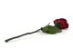 Rosa stabilizzata con stelo 30 cm Rosso - Scatola regalo individuale (x12) 12