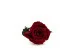 Rosa preservada con tallo 30 cm Rojo - Caja regalo individual (x12) 13