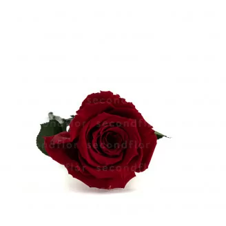 Preserved Rose on stem 30 cm Red - Individual premium sleeve (x12)