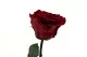 Konservierte Rose mit 30 cm Stiel Rot - Einzelne Geschenkbox (x12) 7