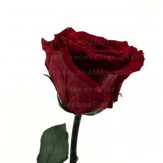 Rosa stabilizzata con stelo 30 cm Rosso - Scatola regalo individuale (x12)