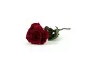 Rosa stabilizzata con stelo 30 cm Rosso - Astuccio premium singolo (x12) 14