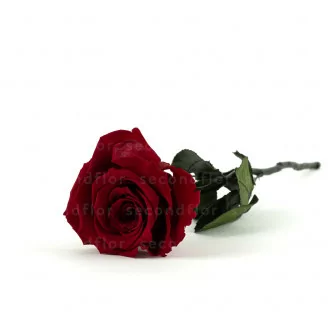 Rosa preservada con tallo 30 cm Rojo - Estuche premium individual (x12)