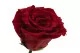 Rose stabilis&eacute;e sur tige Rouge 30 cm - Bo&icirc;te cadeau individuelle (x12) 3