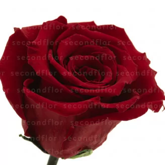 Konservierte Rose mit 30 cm Stiel Rot - Einzelne Premium-H&uuml;lle (x12)