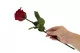 Konservierte Rose mit 30 cm Stiel Rot - Einzelne Geschenkbox (x12) 4