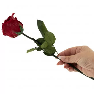 Rosa stabilizzata con stelo 30 cm Rosso - Scatola regalo individuale (x12)