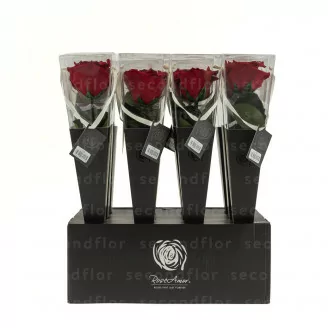 Konservierte Rose mit 30 cm Stiel Rot - Einzelne Premium-H&uuml;lle (x12)