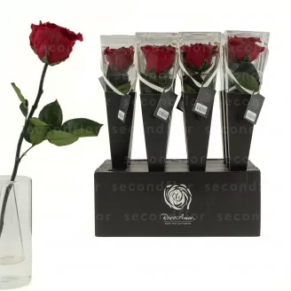 Preserved Rose on stem 30 cm Red - Individual premium sleeve (x12)