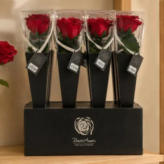 Konservierte Rose mit 30 cm Stiel Rot - Einzelne Premium-H&uuml;lle (x12)