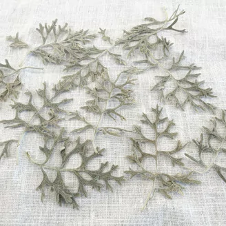 Feuille de Cineraria stabilis&eacute;e Vert / Argent (x10)