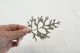 Preserved Cineraria Leaf Silver Green (x10) 6