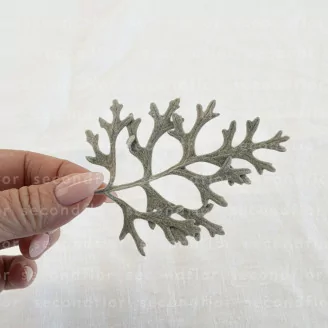Hoja de Cineraria preservada Verde Plateado