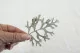 Foglia di Cineraria stabilizzata Verde Argento (x10) 7