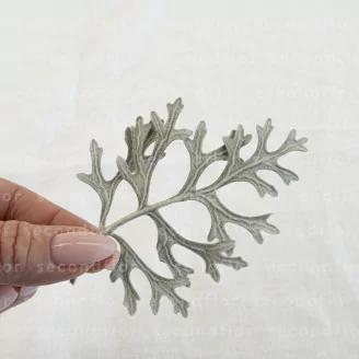 Feuille de Cineraria stabilis&eacute;e Vert / Argent (x10)