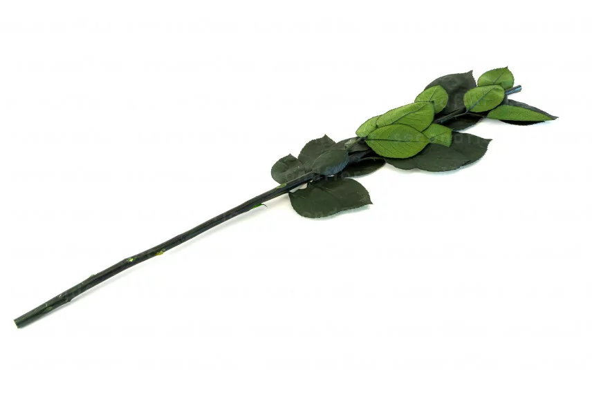 Preserved Rose stem 50 cm (x5)