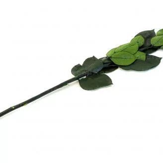 Preserved Rose stem 50 cm (x5)