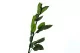 Tige de Rose stabilis&eacute;e 50 cm (x5) 7