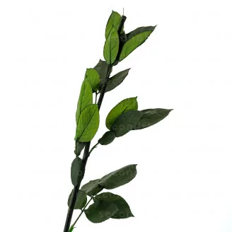 Tallo de Rosa preservada 50 cm (x5)