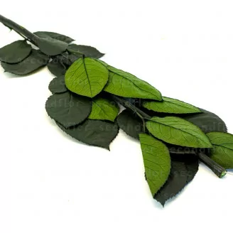 Tallo de Rosa preservada 50 cm (x5)