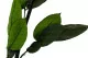 Stelo di rosa stabilizzata 50 cm (x5) 6