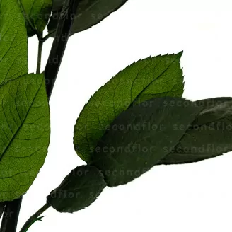 Tallo de Rosa preservada 50 cm (x5)