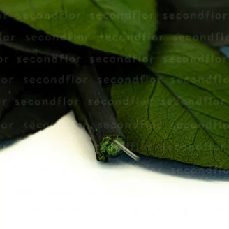 Konservierter Rosenstiel 50 cm (x5)