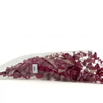 Preserved Stuartiana Eucalyptus Raspberry