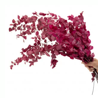 Eucalyptus Stuartiana stabilis&eacute; Rose