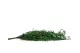 Eucalipto Nicoly preservado Verde Bosque 3