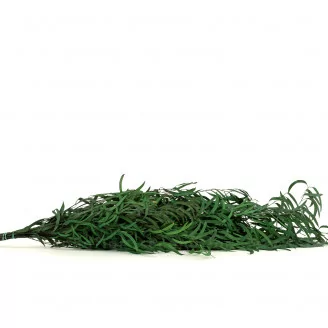 Eucalipto Nicoly preservado Verde Bosque