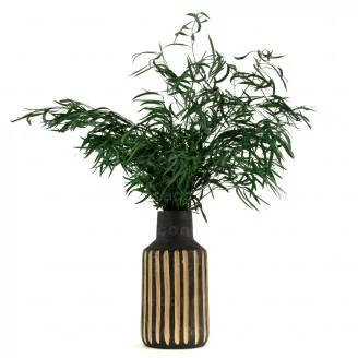 Eucalipto Nicoly Stabilizzato Verde Bosco
