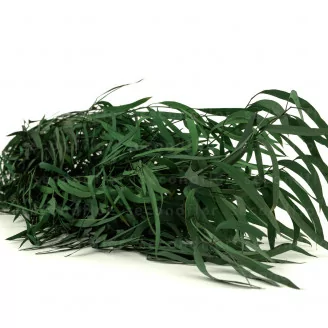 Preserved Nicoly Eucalyptus Forest Green