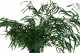Preserved Nicoly Eucalyptus Forest Green 6