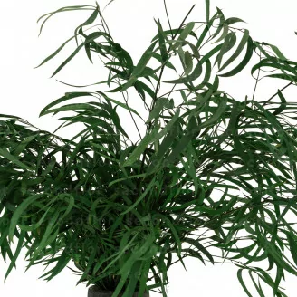 Konservierter Nicoly-Eukalyptus Waldgr&uuml;n