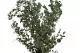 Preserved Gunnii Eucalyptus 2