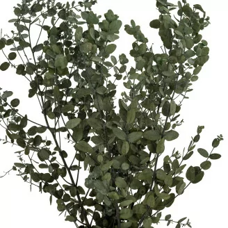 Preserved Gunnii Eucalyptus