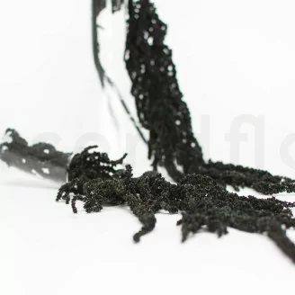 Konservierter Amaranth Schwarz