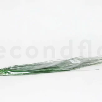 Preserved Bear Grass Short