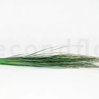 Bear Grass Corto stabilizzato