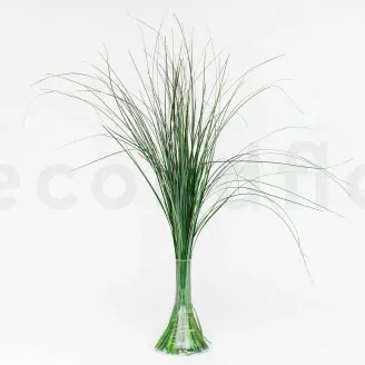 Bear Grass stabilis&eacute; Court