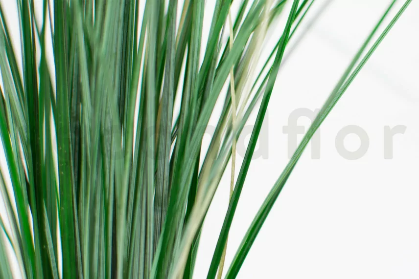 Bear Grass (Hierba de Oso) Corta preservada