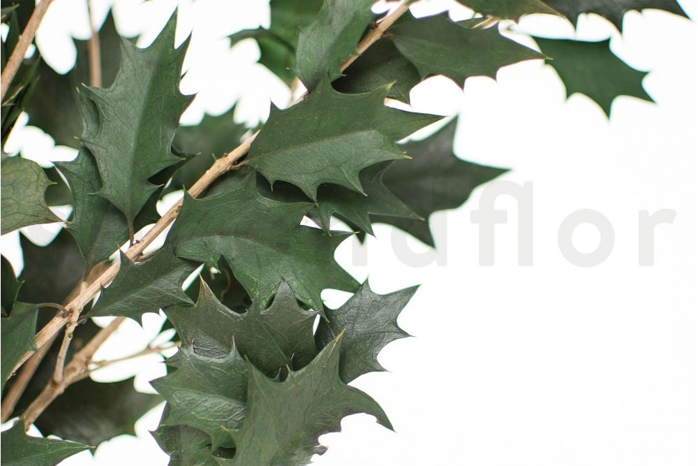 Branche De Houx Stabilise Secondflor Branche De Houx Stabilise Secondflor