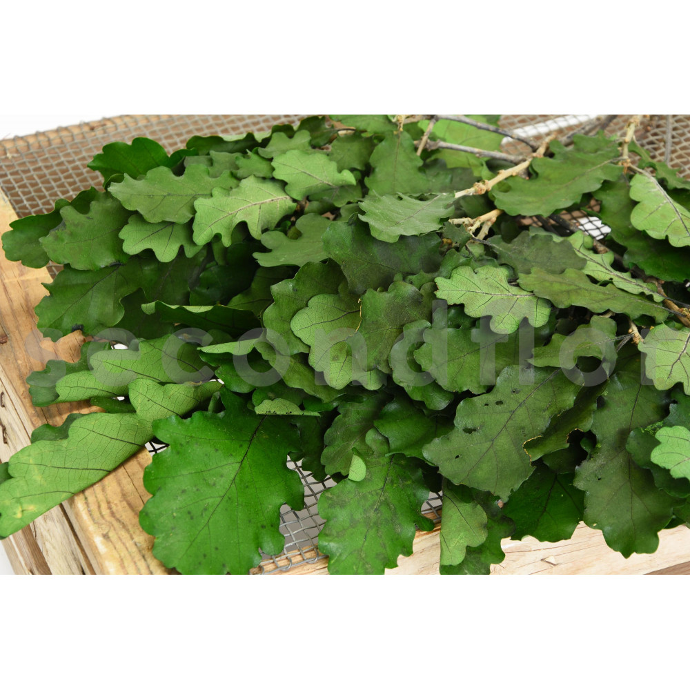 Stabilisierte Eiche - Grün