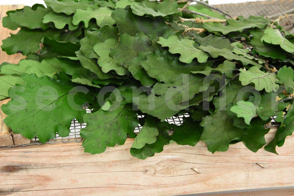 Stabilisierte Eiche - Grün