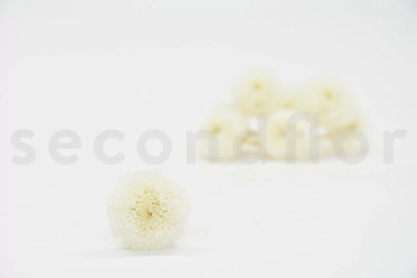 Chrysanth&egrave;me Ping Pong stabilis&eacute; Blanc (x12)