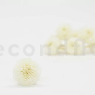 Crisantemo Ping Pong stabilizzato Bianco (x12)