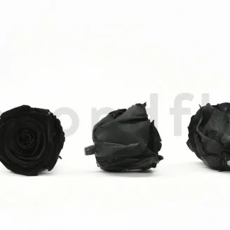 Rosa stabilizzata XL Nero (x6)